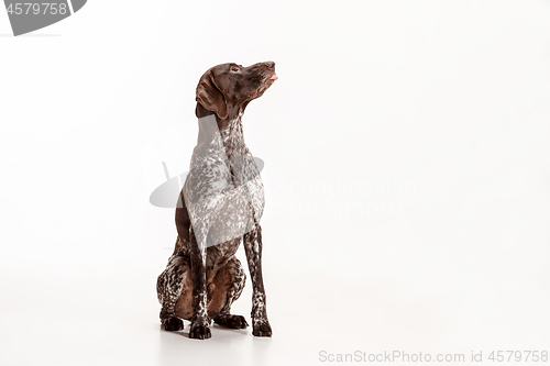 Image of German Shorthaired Pointer - Kurzhaar puppy dog isolated on white background