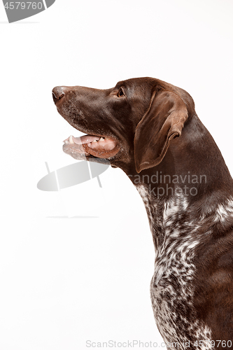 Image of German Shorthaired Pointer - Kurzhaar puppy dog isolated on white background