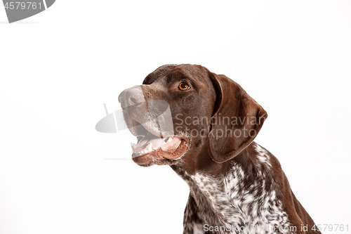 Image of German Shorthaired Pointer - Kurzhaar puppy dog isolated on white background