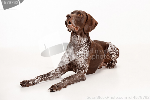 Image of German Shorthaired Pointer - Kurzhaar puppy dog isolated on white background