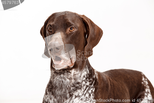 Image of German Shorthaired Pointer - Kurzhaar puppy dog isolated on white background