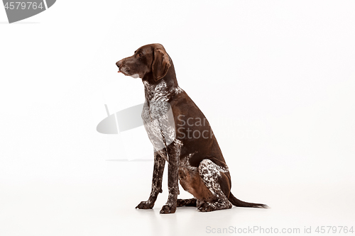 Image of German Shorthaired Pointer - Kurzhaar puppy dog isolated on white background