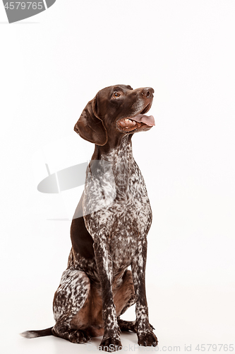 Image of German Shorthaired Pointer - Kurzhaar puppy dog isolated on white background