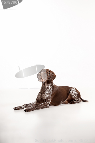 Image of German Shorthaired Pointer - Kurzhaar puppy dog isolated on white background