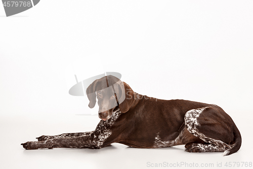 Image of German Shorthaired Pointer - Kurzhaar puppy dog isolated on white background