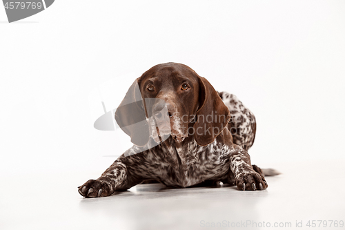 Image of German Shorthaired Pointer - Kurzhaar puppy dog isolated on white background