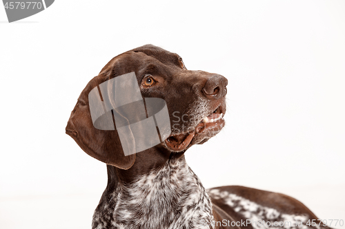 Image of German Shorthaired Pointer - Kurzhaar puppy dog isolated on white background