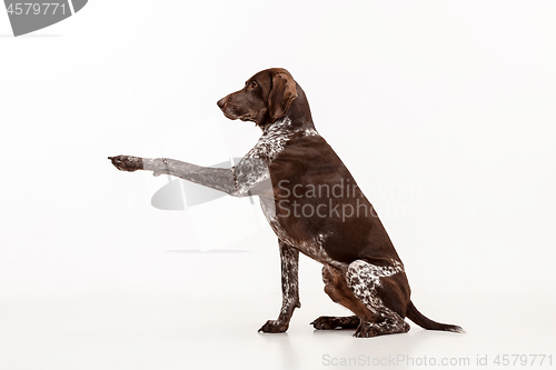 Image of German Shorthaired Pointer - Kurzhaar puppy dog isolated on white background