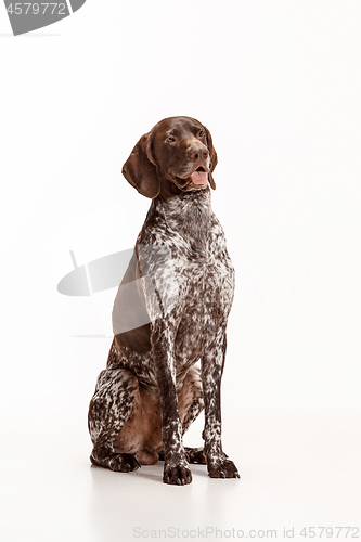 Image of German Shorthaired Pointer - Kurzhaar puppy dog isolated on white background