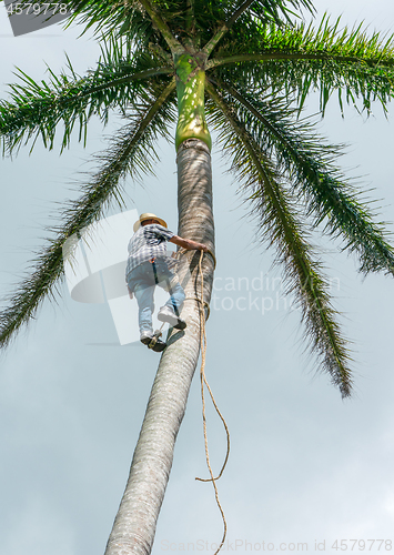 Image of Adult male climbs coconut tree to get coco nuts