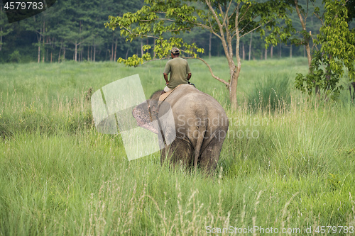 Image of Mahout or elephant rider riding a female elephant