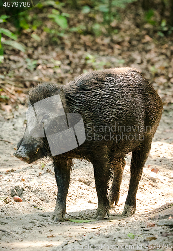 Image of Wild boar male feeding in the jungle