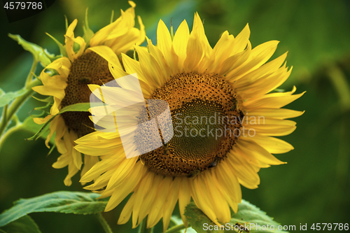 Image of Sunflower and bees in the garden