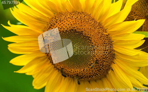 Image of Sunflower and bees in the garden