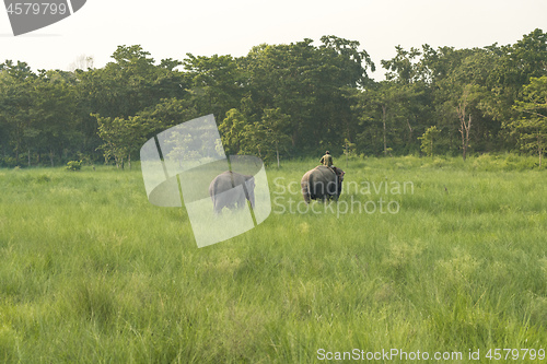 Image of Mahout or elephant rider with two elephants