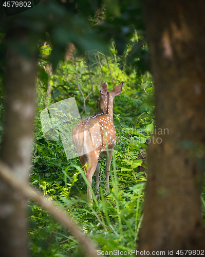 Image of spotted or sika deer in the jungle