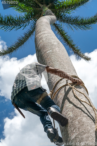 Image of Adult male climbs coconut tree to get coco nuts