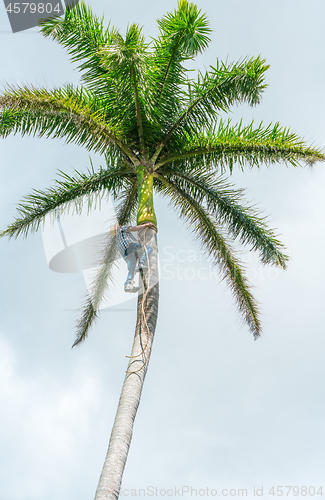 Image of Adult male climbs coconut tree to get coco nuts