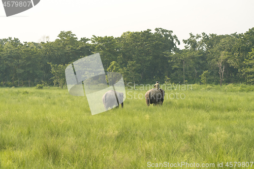 Image of Mahout or elephant rider with two elephants