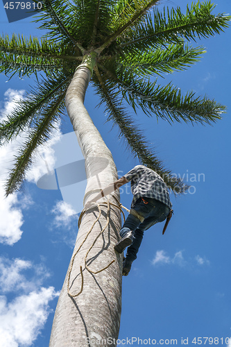 Image of Adult male climbs coconut tree to get coco nuts