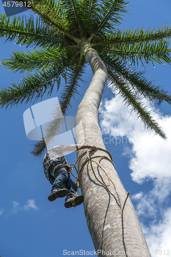 Image of Adult male climbs coconut tree to get coco nuts