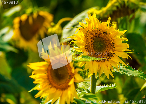 Image of Sunflower and bees in the garden