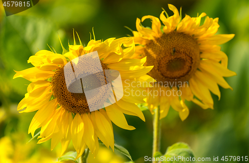 Image of Sunflower and bees in the garden