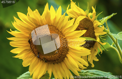 Image of Sunflower and bees in the garden