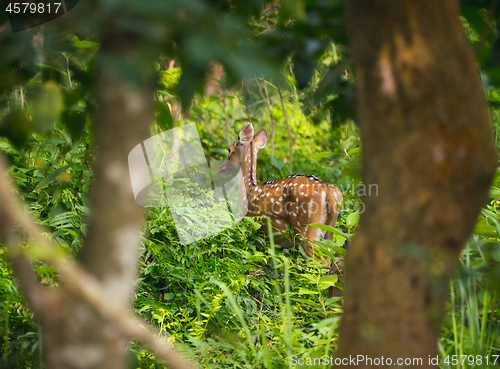 Image of spotted or sika deer in the jungle