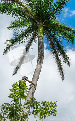 Image of Adult male climbs coconut tree to get coco nuts