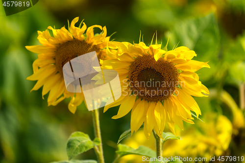 Image of Sunflower and bees in the garden