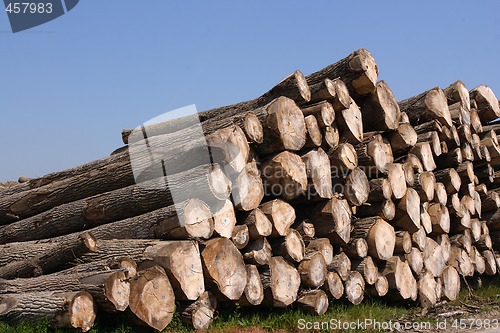 Image of Timber pile