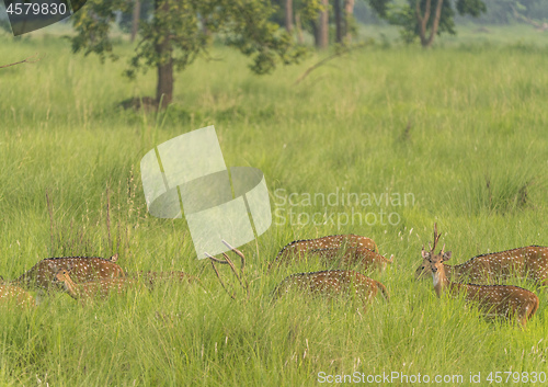 Image of Sika or spotted deers herd in the elephant grass