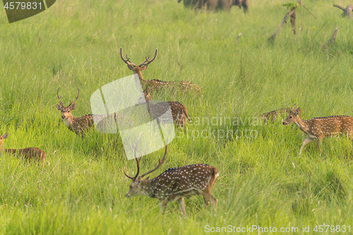 Image of Sika or spotted deers herd in the elephant grass