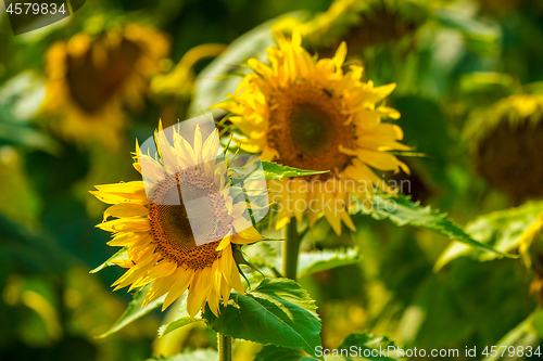 Image of Sunflower and bees in the garden