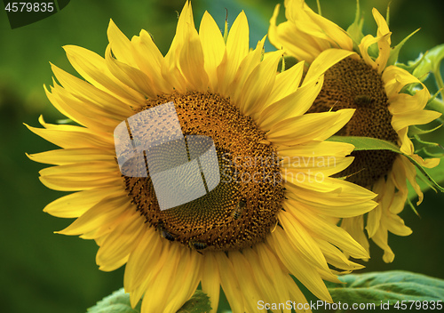 Image of Sunflower and bees in the garden