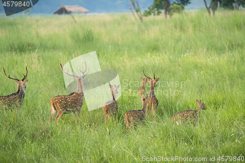 Image of Sika or spotted deers herd in the elephant grass