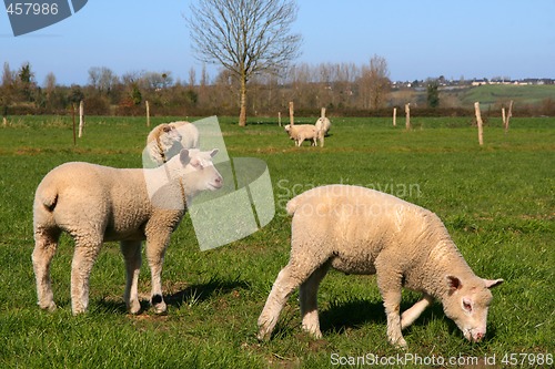 Image of Sheeps pasture