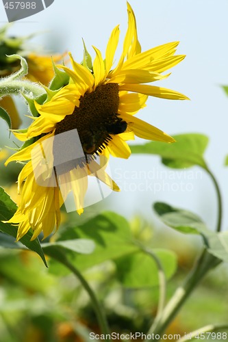 Image of Backlighted sunflower