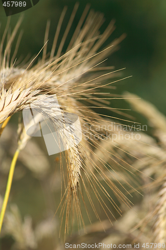 Image of Curved wheat