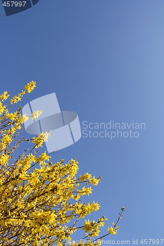 Image of Yellow Forsythia