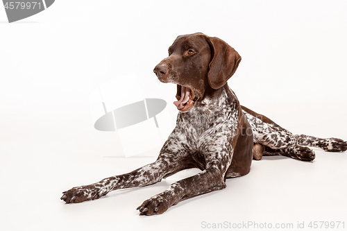 Image of German Shorthaired Pointer - Kurzhaar puppy dog isolated on white background