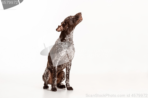 Image of German Shorthaired Pointer - Kurzhaar puppy dog isolated on white background