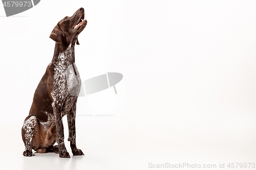 Image of German Shorthaired Pointer - Kurzhaar puppy dog isolated on white background