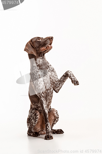 Image of German Shorthaired Pointer - Kurzhaar puppy dog isolated on white background