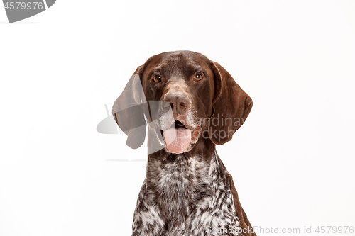 Image of German Shorthaired Pointer - Kurzhaar puppy dog isolated on white background