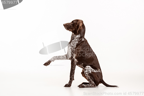 Image of German Shorthaired Pointer - Kurzhaar puppy dog isolated on white background