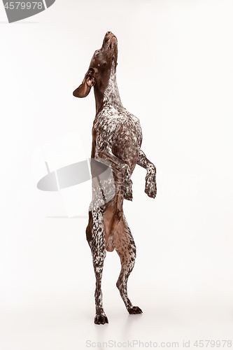 Image of German Shorthaired Pointer - Kurzhaar puppy dog isolated on white background