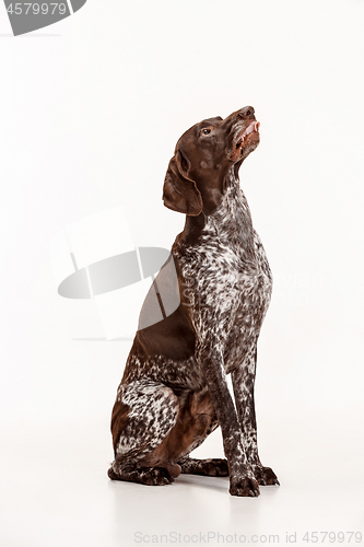 Image of German Shorthaired Pointer - Kurzhaar puppy dog isolated on white background