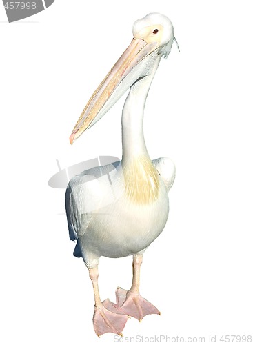 Image of Pelican isolated